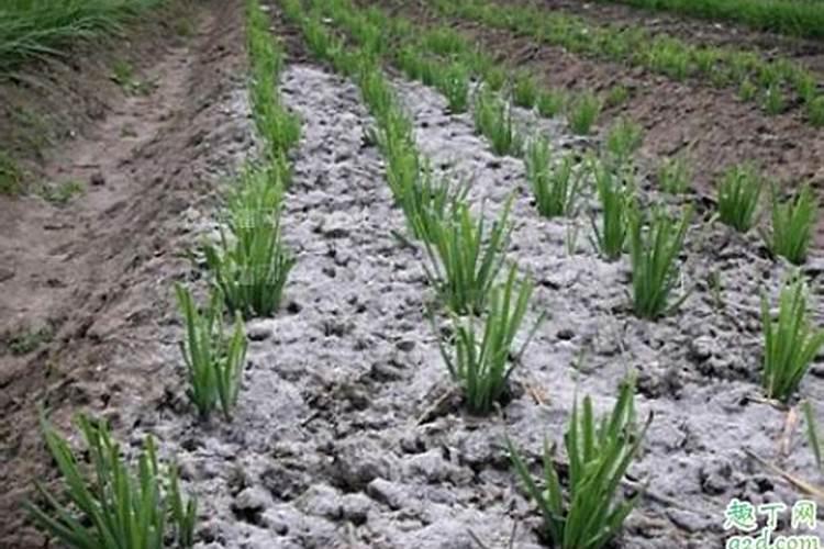 硝酸磷肥可以冲施吗？