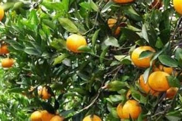 柑橘缺钾几月份时候喷再好？