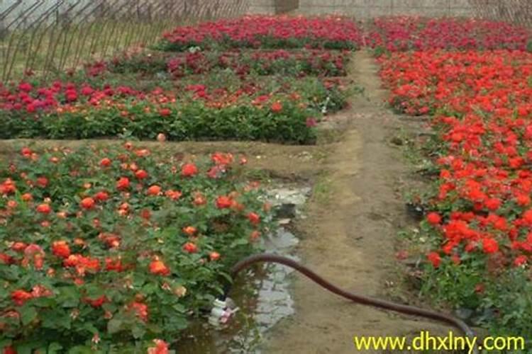 月季花可以用磷酸二氢钾肥吗(盆栽月季施什么肥最好)