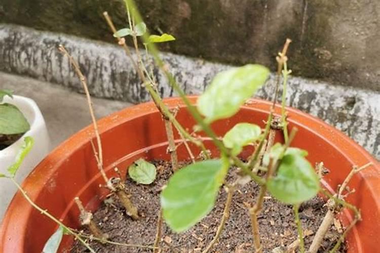 铁茉莉花怎样开花多？