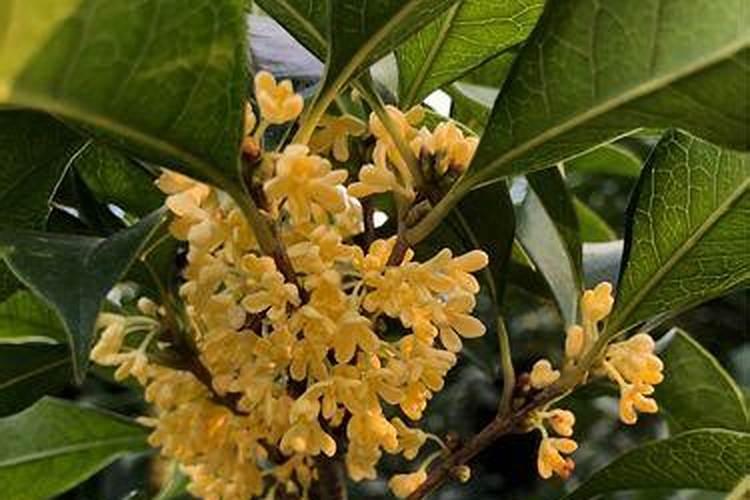 要到桂花的花期了,如何才能让桂花开花少,而且开花时间长呢？百度知 ...