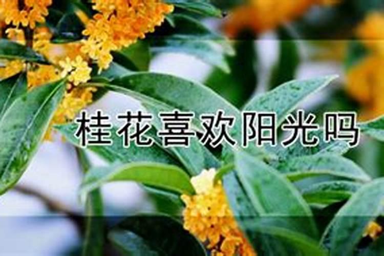 桂花多久施肥怎么养