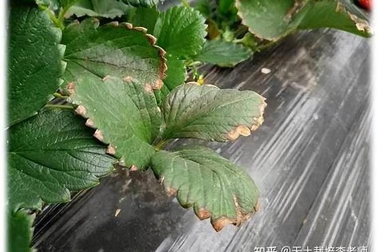 草莓怎么养结果好