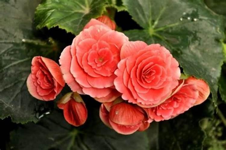 蓝莓用什么肥料