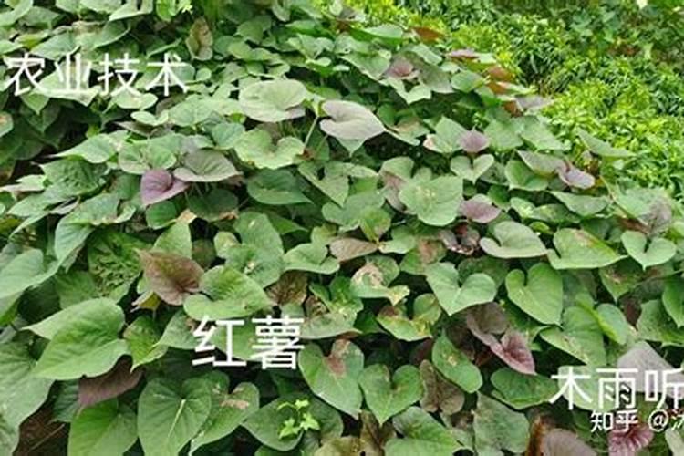 稻田禾苗出现泛黄现象,稻温病此纹枯病怎样冶？