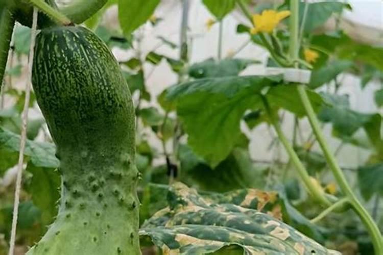 黄瓜落蔓之后可以冲施高磷的水溶肥吗？