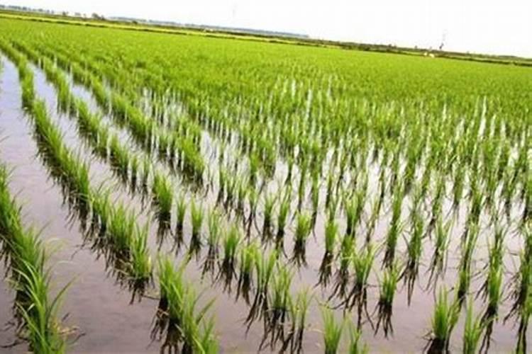 28表高芸苔素一桶水兑几毫升