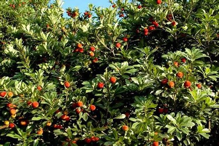 种植生姜需要多久浇水一次 种植生姜需多久浇水一次