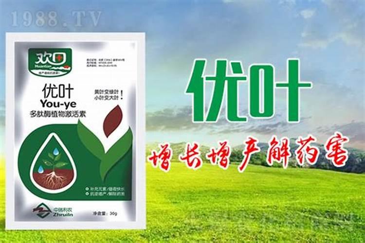 冬瓜浇什么肥料长得快