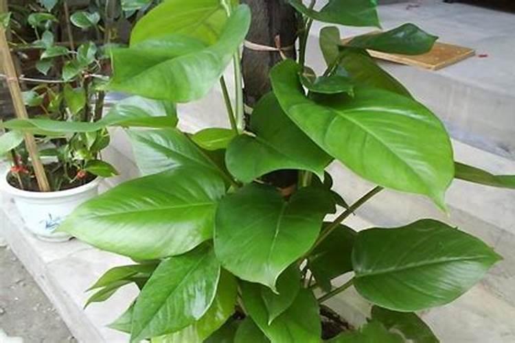 芋头的施肥时间 芋头什么时候施肥