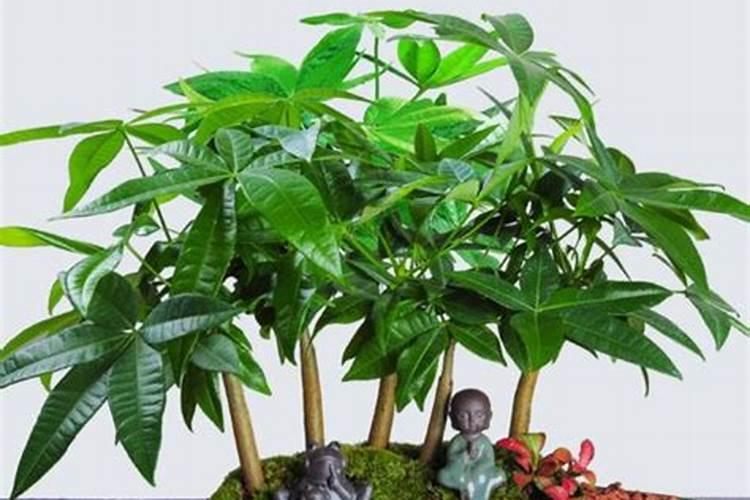 庄稼只用复合肥料就可以了吗