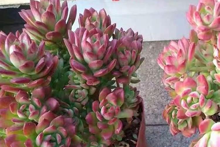 除氨氮亚盐的7种菌