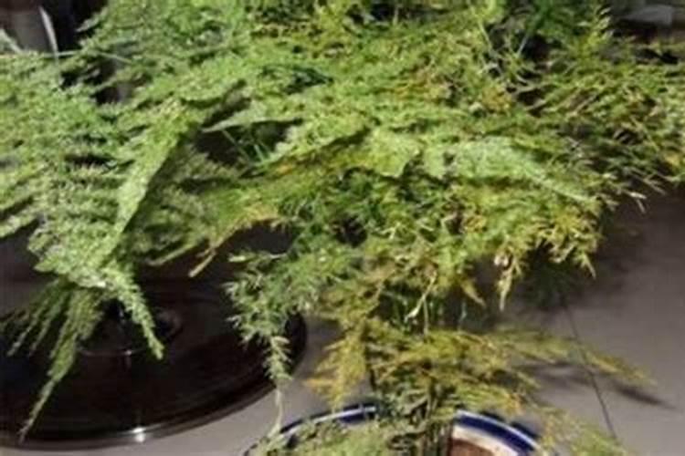 文竹叶子发黄的常见原因和处理方法