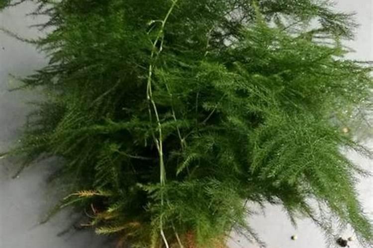 文竹黄了是什么原因 ？