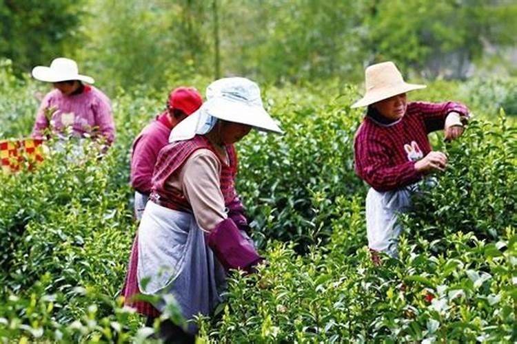 草木灰和铵态氮肥不能混用的原因