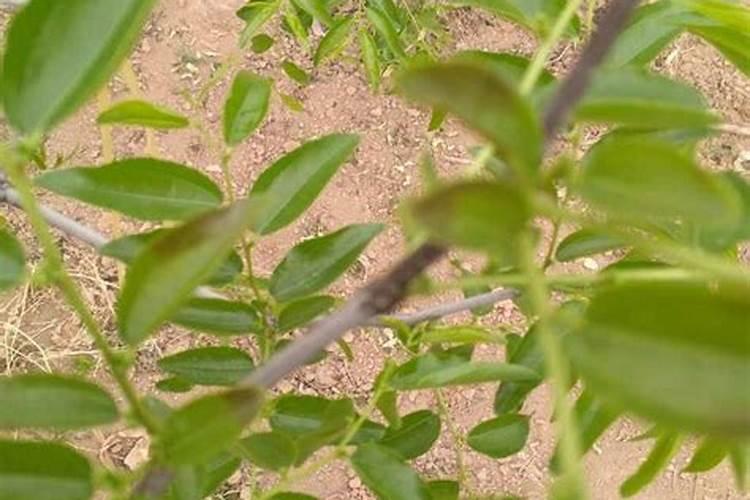 做双蛋粉是一种什么体验