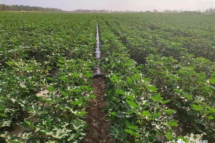 草莓根本追肥用什么肥料最好