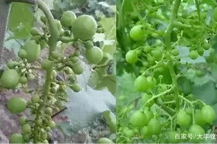 花生饼与油菜饼那种喂鱼好？