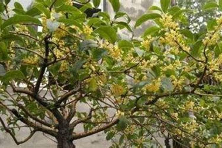 盆栽柠檬施什么肥最好