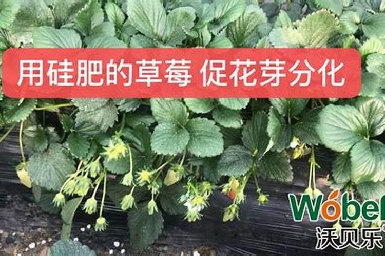 硅肥在果树上的使用时间