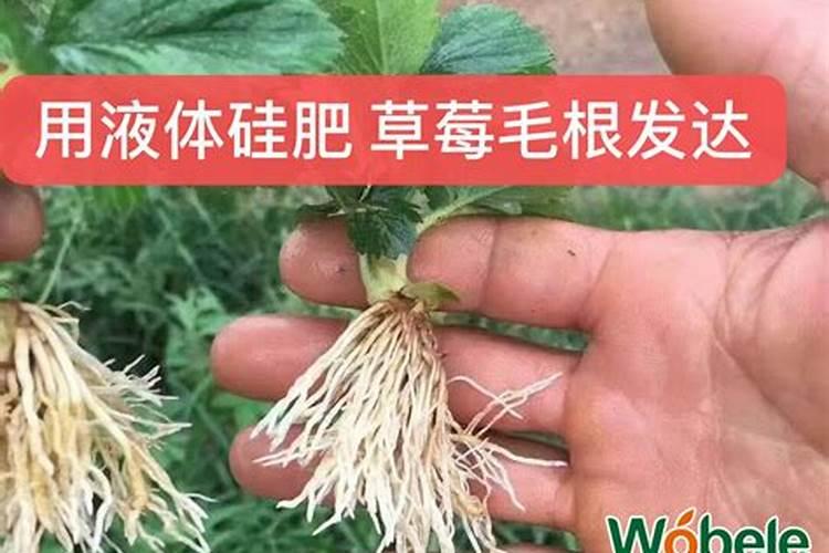 草莓上有白霜是怎么了 草莓上有白霜怎么办