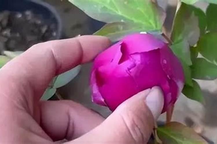 牡丹有花苞要施肥吗