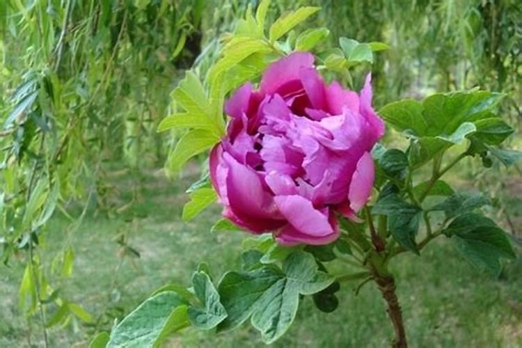 牡丹有花苞了怎么施肥？