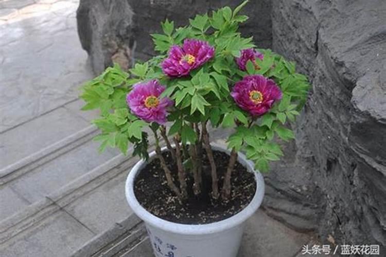 牡丹有花苞要施肥吗