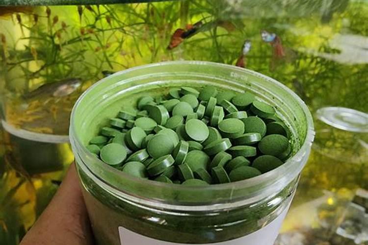 小球藻在家怎么培养