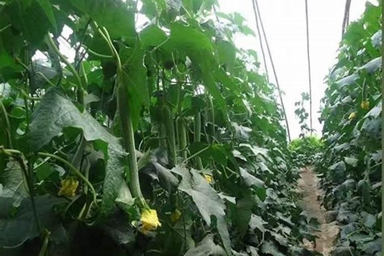 月季花摘芽后如何正确施肥