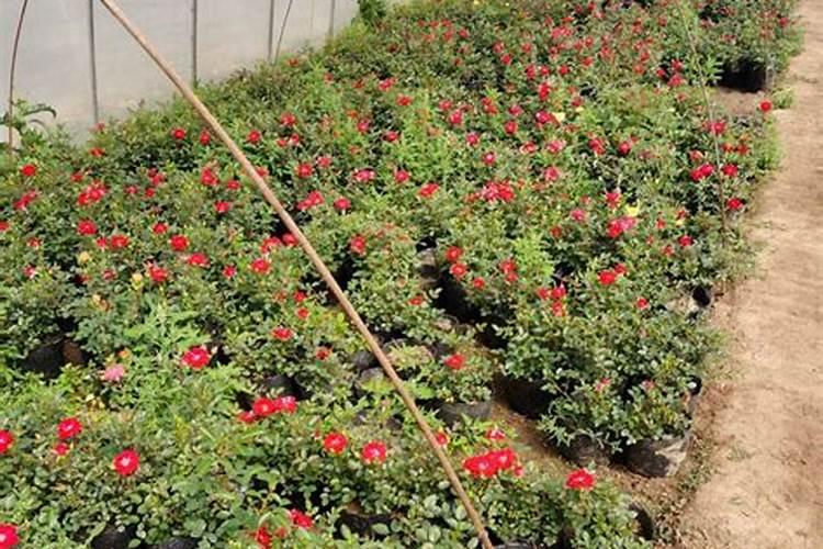 月季开花用什么肥