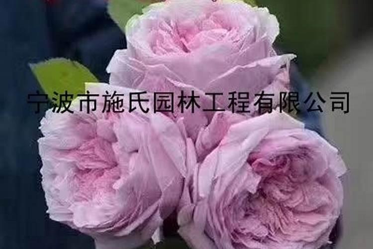 月季开花用什么肥