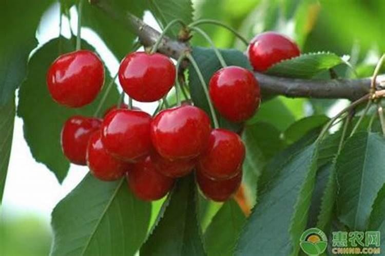 硅肥对大樱桃的作用及功能
