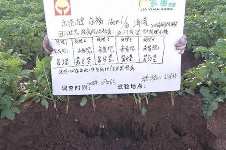 预防土豆疮痂病