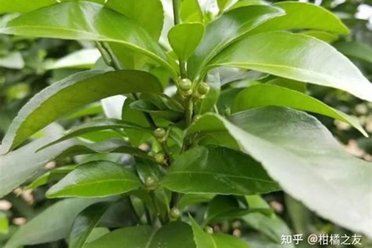 柑橘开花时期适合用啥肥料