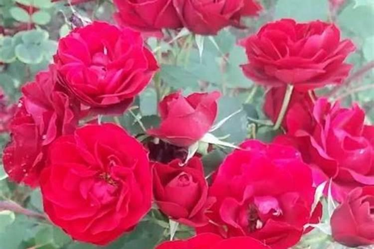 月季用什么样的复合肥？