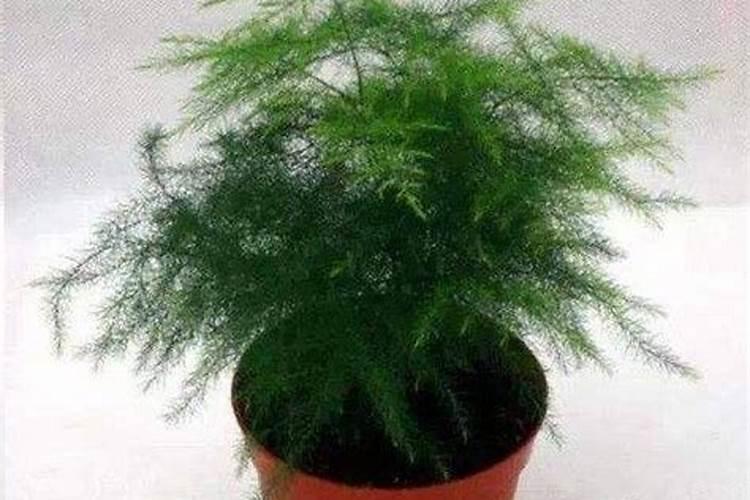 施肥伤根是怎么发生的？叶面肥能代替追肥吗