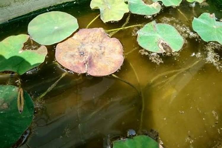 种植的碗莲一直不开花,立叶特别高,什么原因呢？