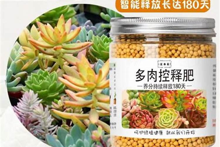 颗粒控释肥适合多肉吗？