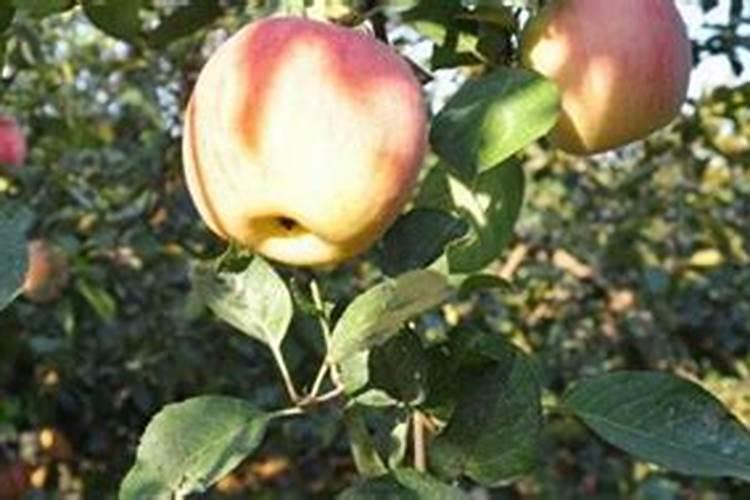 苹果树施肥最佳时间和方法及配方