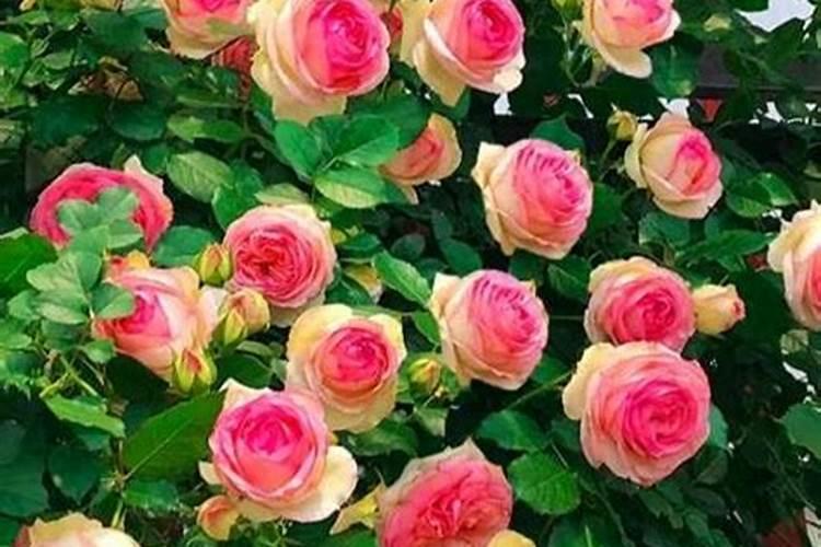 A股顶尖磷化工龙头:八大磷化工企业