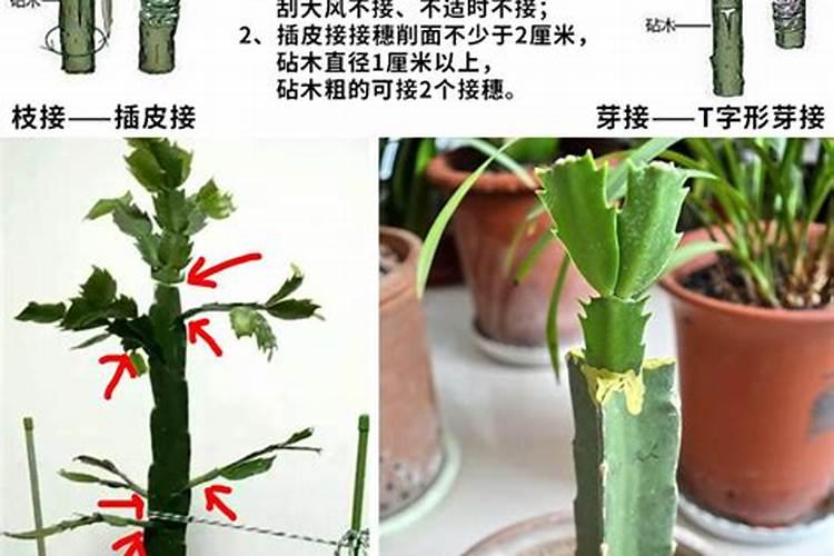 嫁接蟹爪兰施什么肥