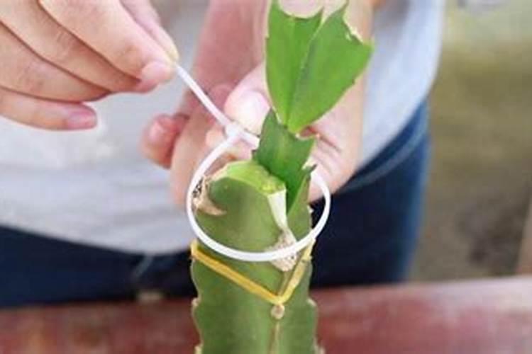 嫁接蟹爪兰烂掌怎么补救蟹爪兰变红了？