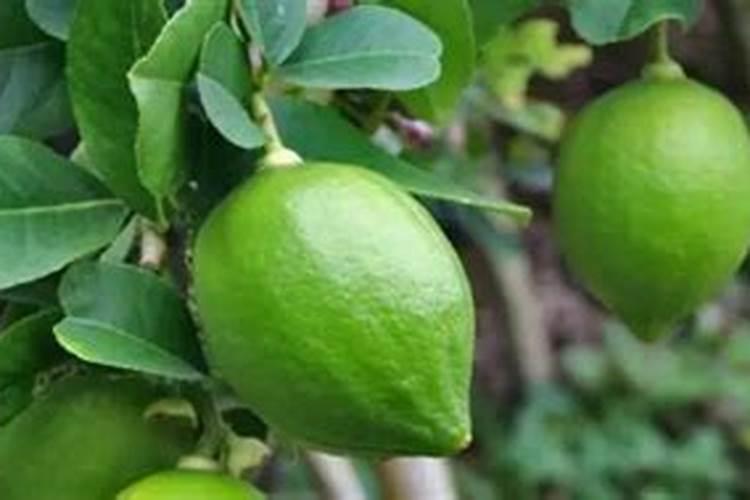 玉米苗后灭草地陪过几天才能打错药