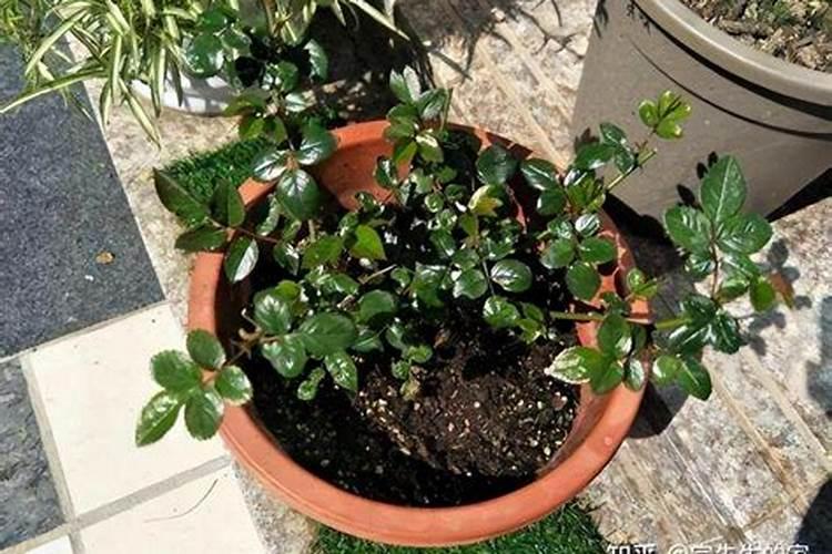 玉米已下底肥,什么时候施肥