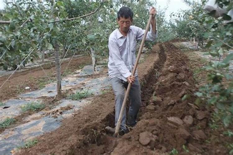 小麦底肥提前撒会挥发吗