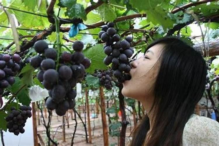 巨峰葡萄管理技术