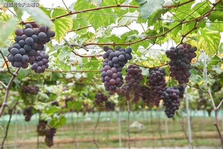 巨峰葡萄哪里的好吃!