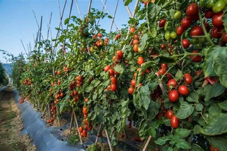 水萝卜用什么肥料施肥关键技术有哪些