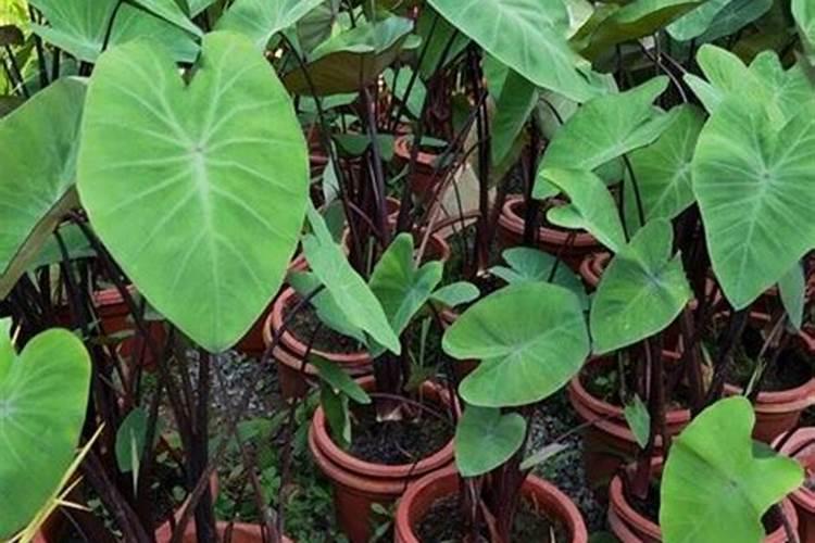 怎样种植水萝卜